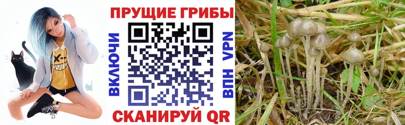 Псилоцибиновые грибы GOLDEN TEACHER  MEGA сайт  Тимашёвск 